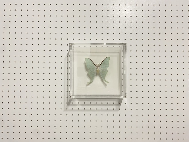 オオミズアオ標本 | ポリゴン polygon | 撮影 展示会 小道具 家具 レンタル